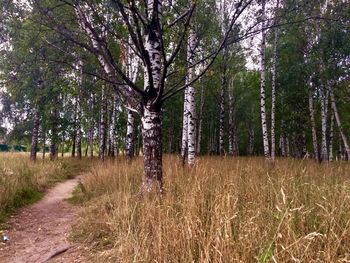 Trees growing in forest