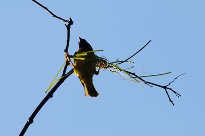 Low angle view of bird on branch against sky