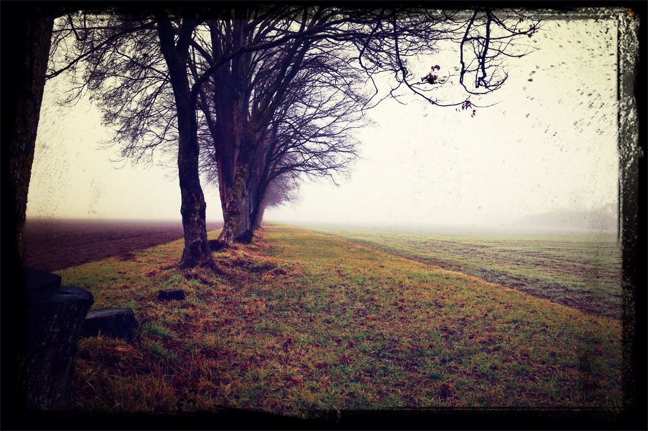 transfer print, bare tree, tree, tranquility, tranquil scene, auto post production filter, scenics, branch, landscape, nature, field, beauty in nature, sky, fog, tree trunk, non-urban scene, growth, grass, weather