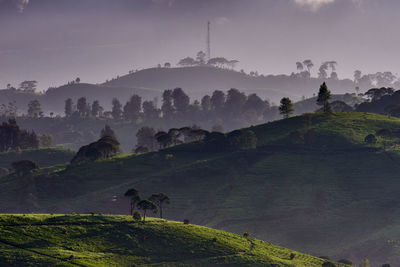 Panoramic view of tea plantation covered by mist in the morning