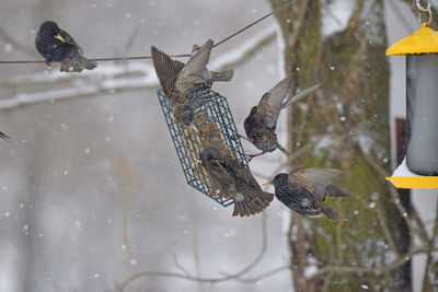 Flock of starlings swarming feeder