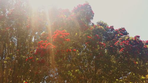 Low angle view of plants against sky