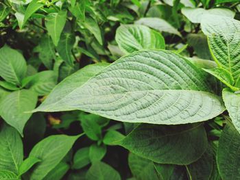 High angle view of fresh green leaves on plant