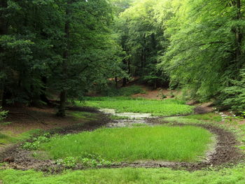 Scenic view of forest