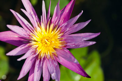 Close-up of purple flower