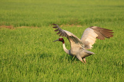 Crane bird on grassy field
