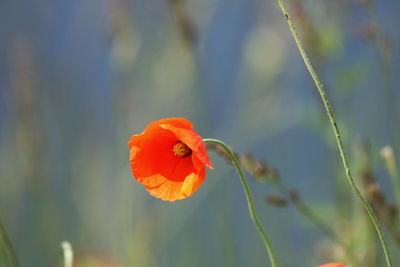 Close-up of orange poppy flower