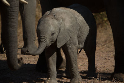 Close-up of elephants on dirt road