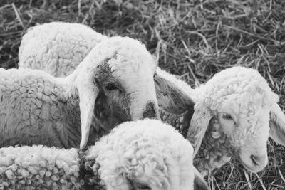 Close-up of sheep on ground