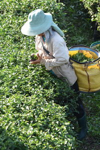 High angle view of woman working at tea farm