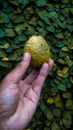 Close-up of hand holding leaves