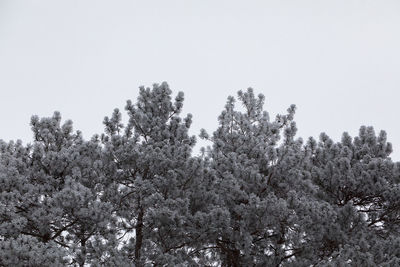 Low angle view of flowering plant against sky during winter