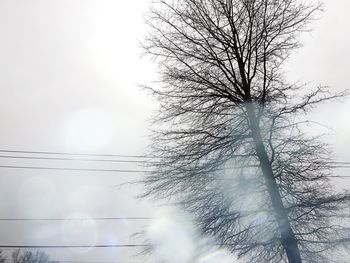 Close-up of tree