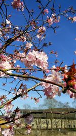 Low angle view of cherry blossoms against sky