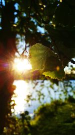 Close-up of leaves on tree