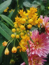 Close-up of yellow flowers blooming outdoors