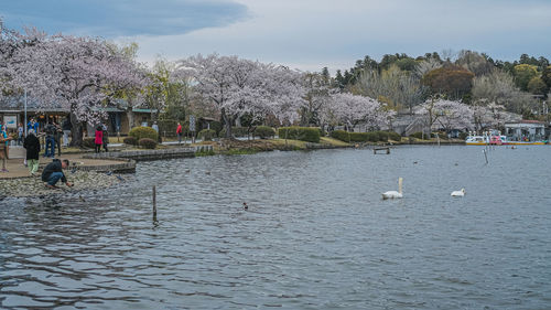 Swans swimming in lake against sky