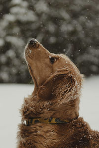 Close-up of dog in water