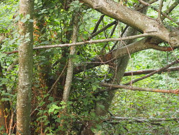 Trees growing in forest