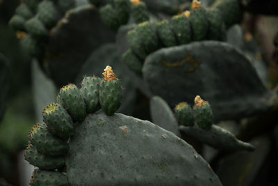 The cactus family