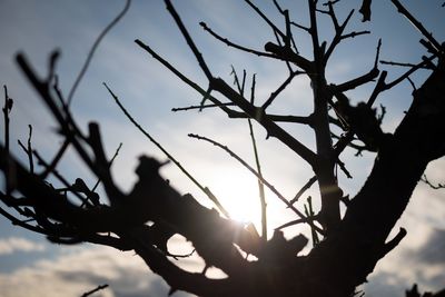 Low angle view of silhouette tree against sky during sunset