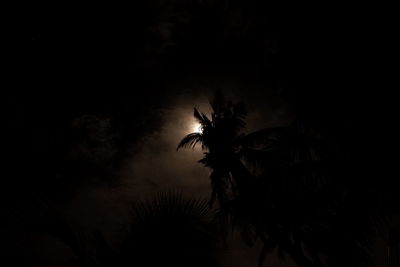 Low angle view of silhouette palm trees against sky at night