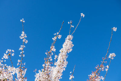 Beautiful white cherry blossom sakura in spring time over blue sky.