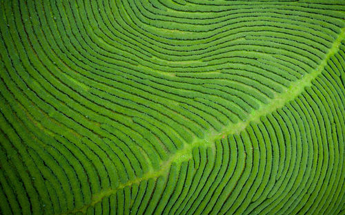 Green tea gram aerial photography 