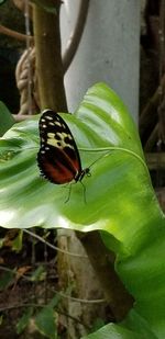 Close-up of butterfly on leaf