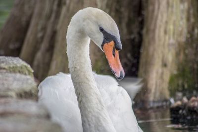 Close-up of swan in lake