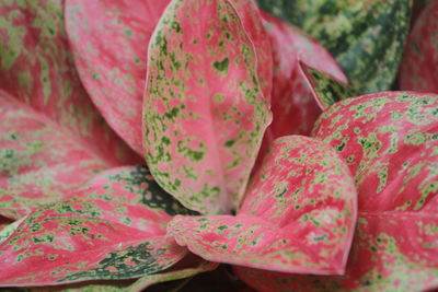 Full frame shot of pink fruits for sale in market