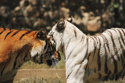 Tigers in zoo
