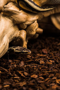 Close-up of snake on land