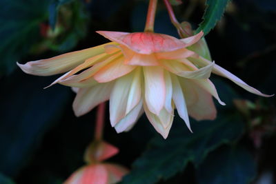 Close-up of pink flower
