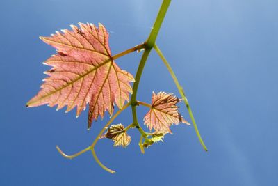 Close-up of leaves