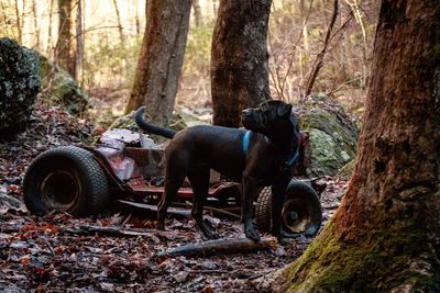 Dog by abandoned vehicle in forest