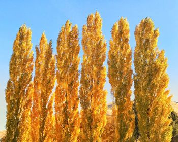 Low angle view of autumn tree in forest