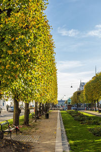 Footpath by trees in park against sky