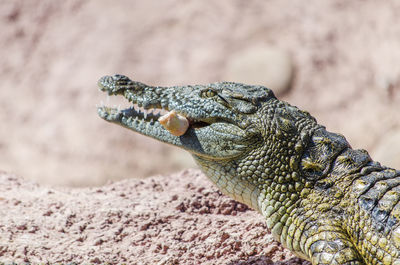 Close-up of lizard