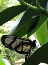 Close-up of butterfly on flower