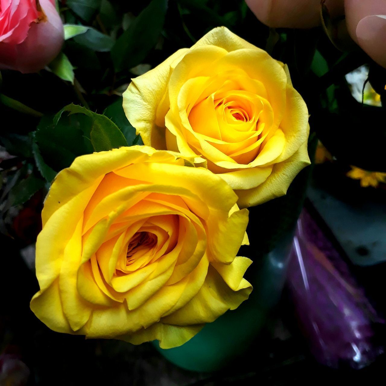 CLOSE-UP OF YELLOW ROSE