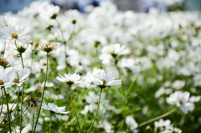 Close-up of white flowers blooming outdoors