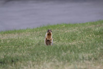 Dog looking away on field