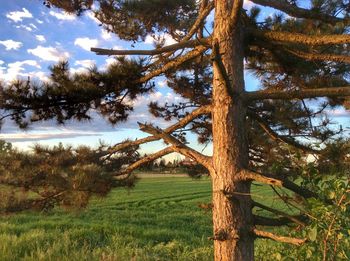 Trees on grassy field