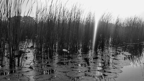 Reflection of trees in water