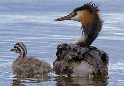 Birds swimming in a lake