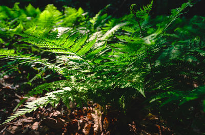 Close-up of fern leaves