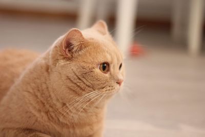 British shorthaired cat 