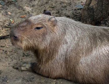 Close-up of animal lying on field