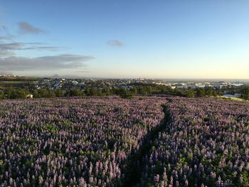 Lavenders growing in field